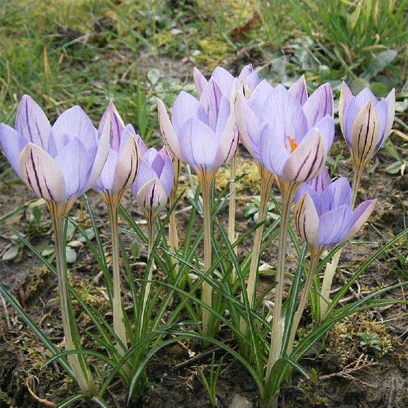 Crocus imperati De Jager (Porte)