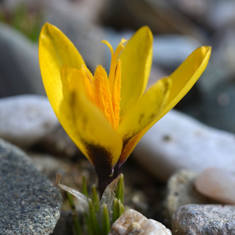 Crocus korolkowii (Porte)