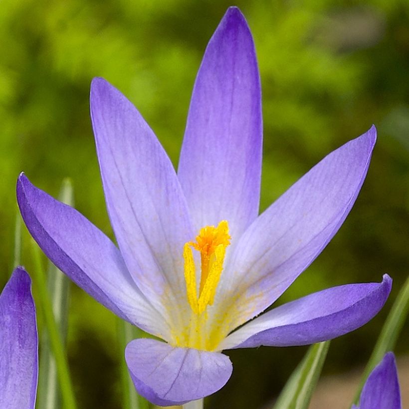 Crocus kosaninii April View (Floración)