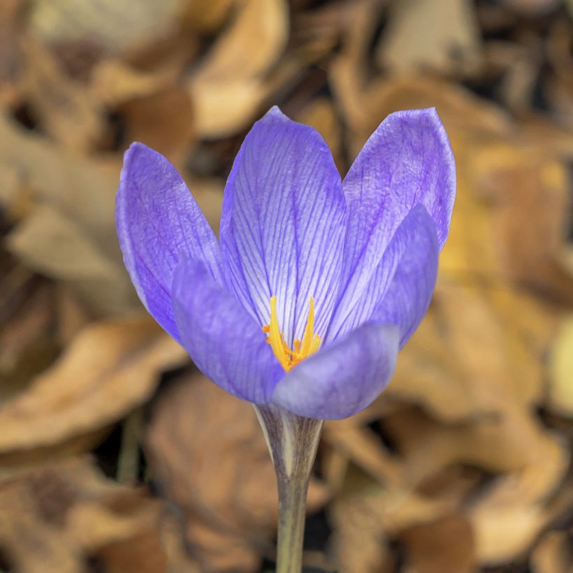 Crocus ligusticus (Floración)