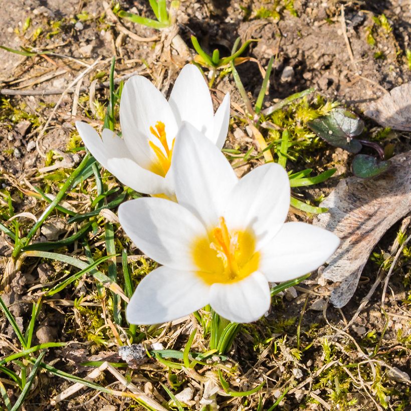 Crocus botanique malyi (Floración)