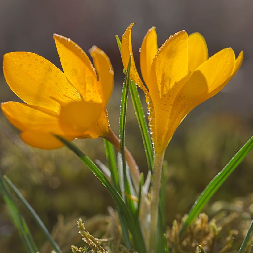 Crocus olivieri subsp. olivieri (Porte)