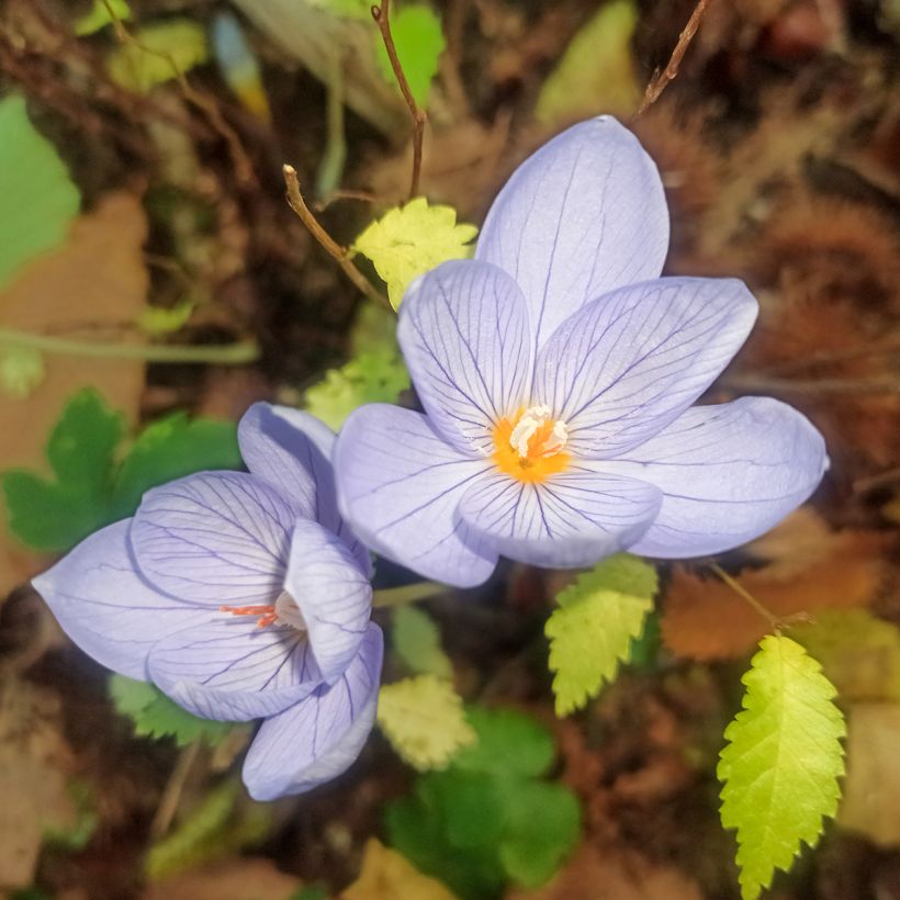 Crocus pulchellus (Floración)