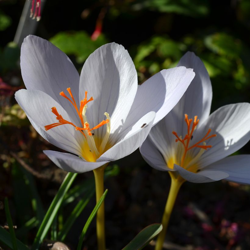 Crocus pulchellus Zephyr - Crocus d'automne (Floración)