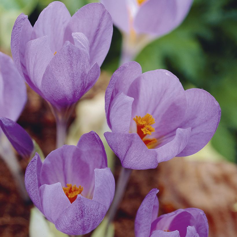 Crocus serotinus subsp. salzmannii (Floración)