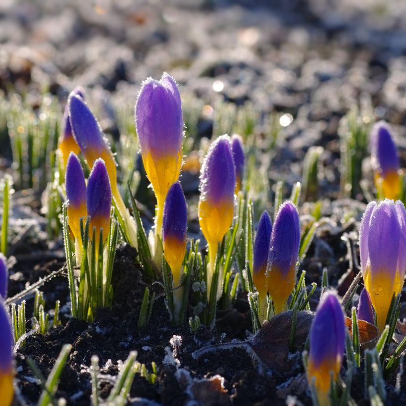 Crocus sieberi Firefly (Porte)