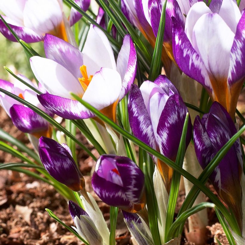 Crocus sieberi Hubert Edelstein (Floración)