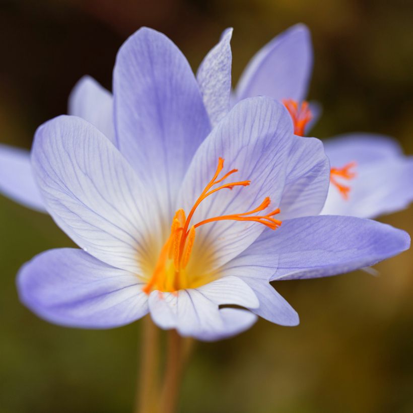 Crocus speciosus Aitchisonii (Floración)