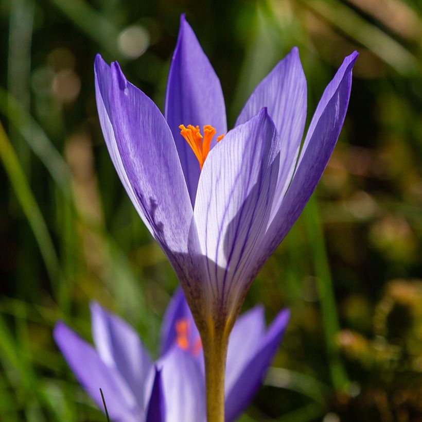 Crocus speciosus Artabir - Crocus d'automne (Floración)