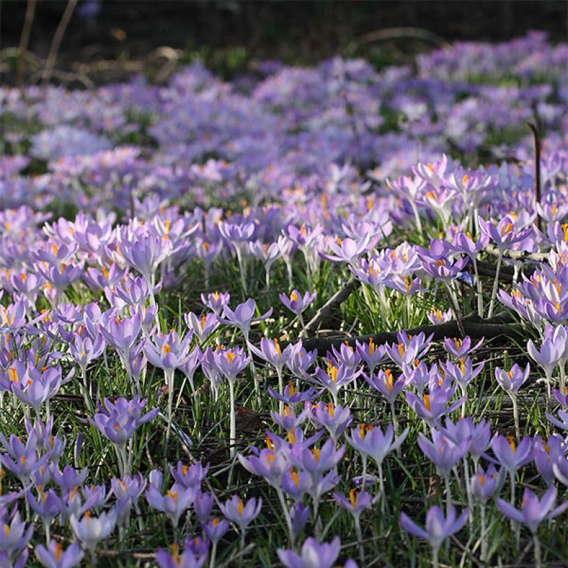 Crocus tommasinianus (Floración)