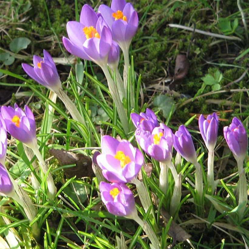 Crocus tommasinianus Barr's Purple (Floración)