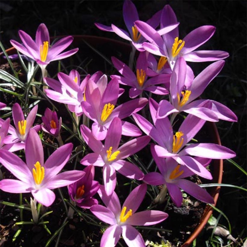 Crocus tommasinianus Roseus (Floración)