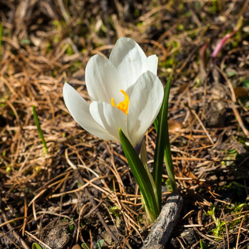 Crocus vernus subsp. albiflorus White (Floración)