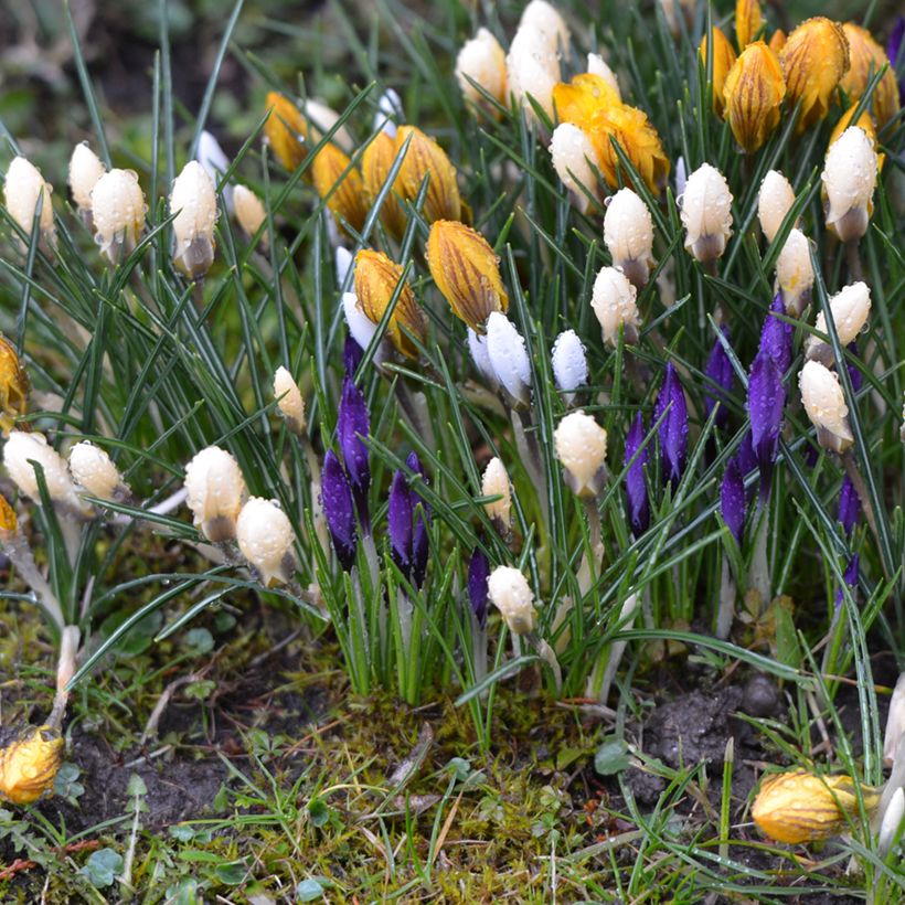 Crocus vernus subsp. albiflorus White (Porte)