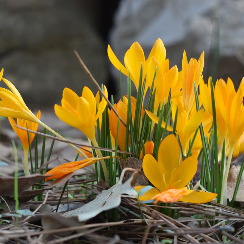 Crocus vitellinus (Porte)