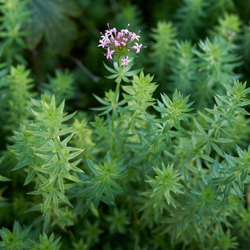 Phuopsis stylosa - Crucianela (Follaje)