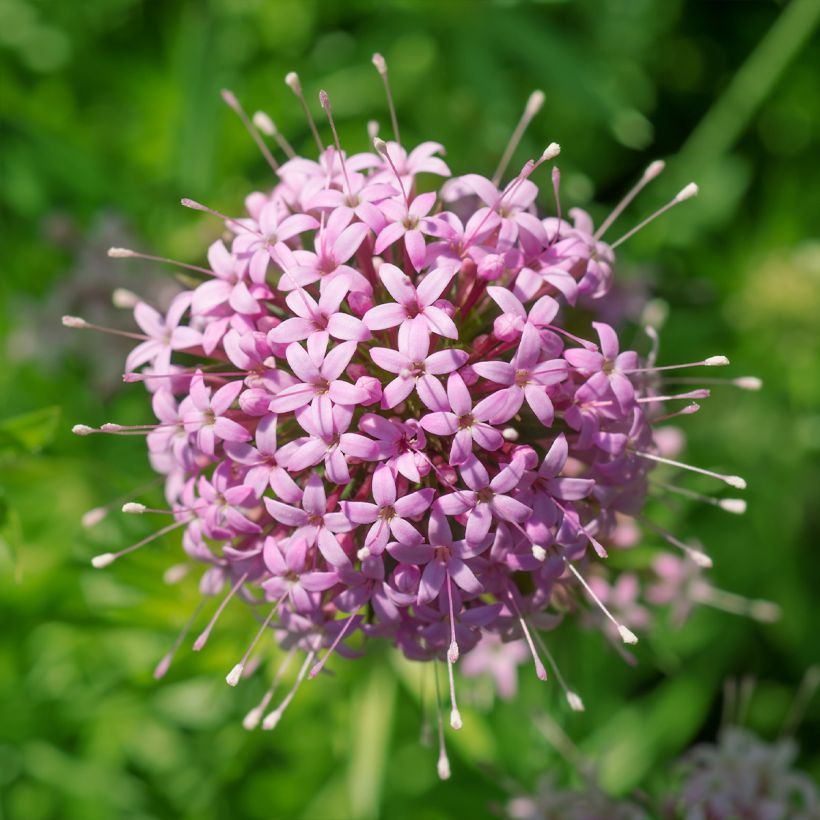 Phuopsis stylosa - Crucianela (Floración)