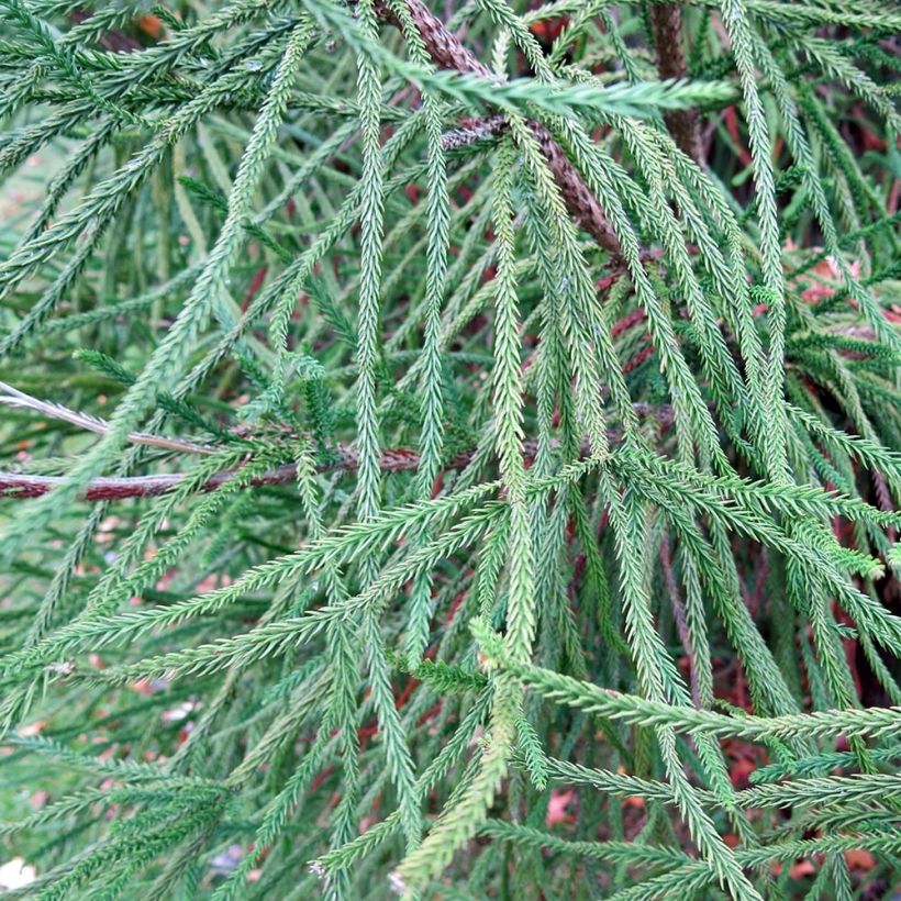 Sudi Araucarioides - Cryptomeria japonica (Follaje)