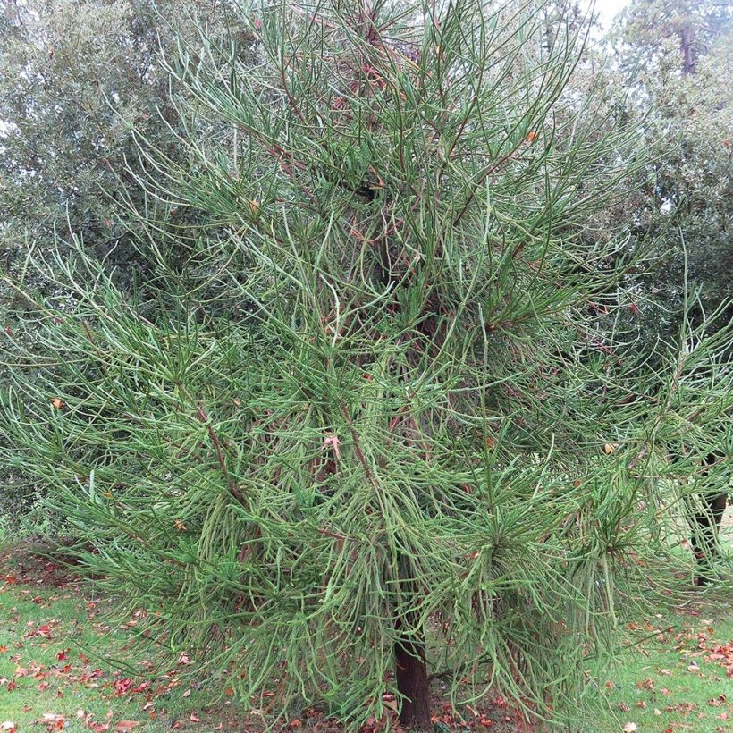 Sudi Araucarioides - Cryptomeria japonica (Porte)