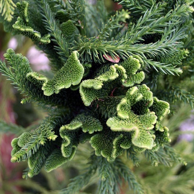 Sugi Cristata - Cryptomeria japonica (Follaje)