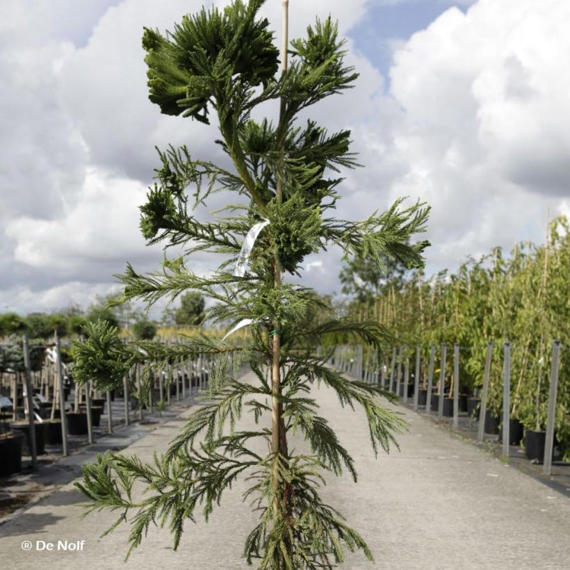 Sugi Cristata - Cryptomeria japonica (Porte)