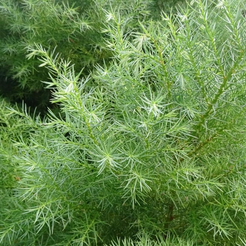 Sugi Elegans - Cryptomeria japonica (Follaje)