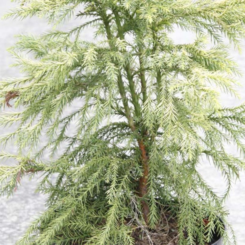 Sugi Sekkan Sugi - Cryptomeria japonica (Follaje)