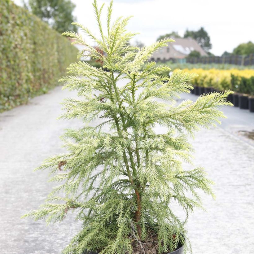 Sugi Sekkan Sugi - Cryptomeria japonica (Porte)