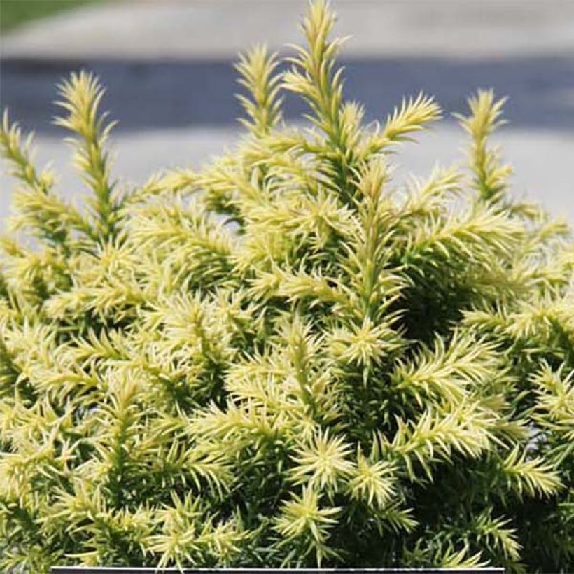 Sugi Vilmorin Gold - Cryptomeria japonica (Follaje)