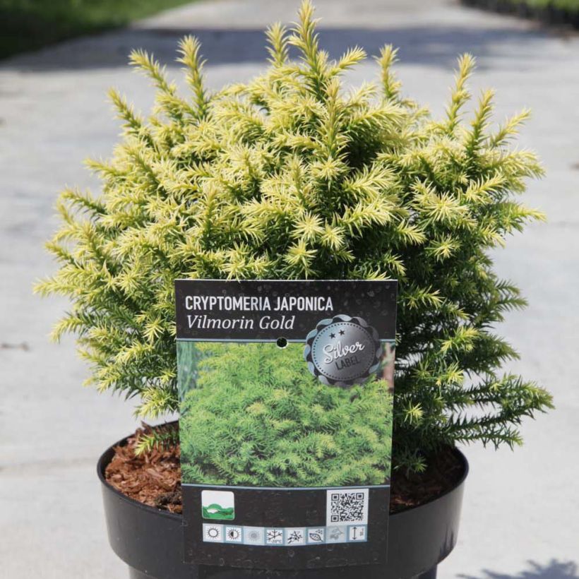 Sugi Vilmorin Gold - Cryptomeria japonica (Porte)