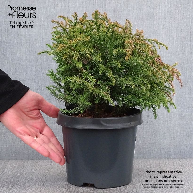 Cryptomeria japonica Vilmorin Gold Pot de 2L/3L Ejemplar entregado en invierno