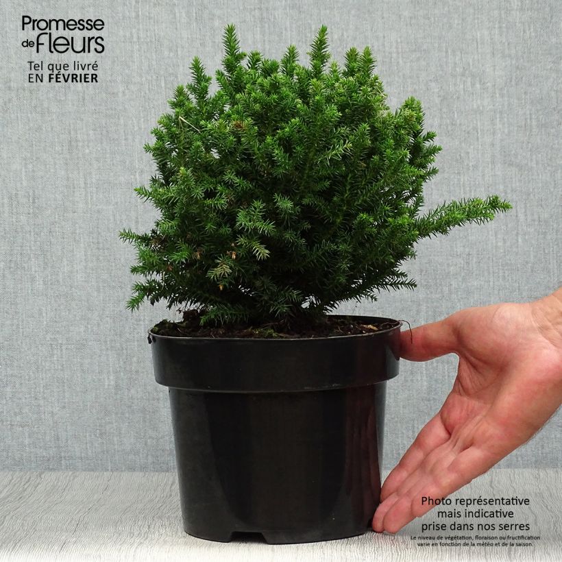 Ejemplar de Cryptomeria japonica Vilmoriniana en pot de 2/3L entregado en otoño