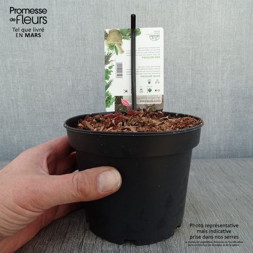 Cryptotaenia japonica purpurea - Persil japonais Pot de 1,5L/2L Ejemplar entregado en invierno