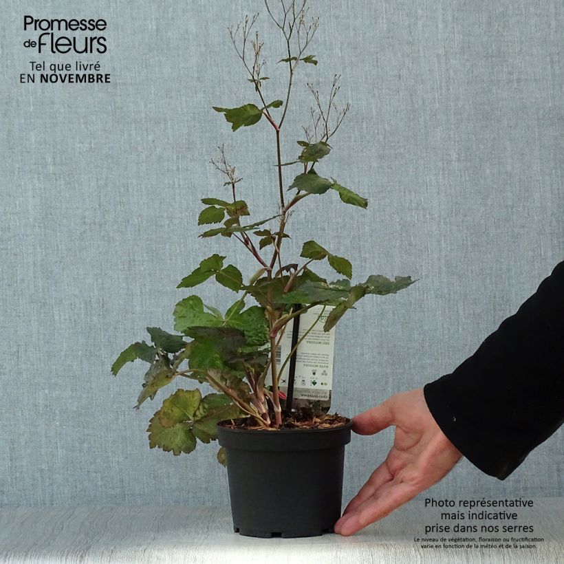 Ejemplar de Cryptotaenia japonica purpurea - Persil japonais Pot de 1,5L/2L entregado en otoño