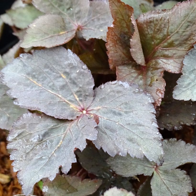 Cryptotaenia japonica f. atropurpurea - Perejil japonés (Follaje)