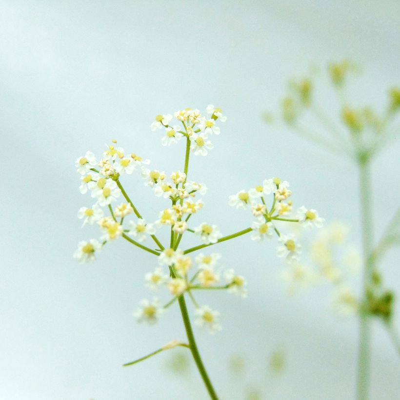 Alcaravea Bio - Carum carvi (Floración)