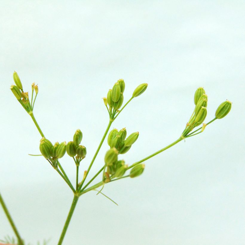 Alcaravea Bio - Carum carvi (Cosecha)