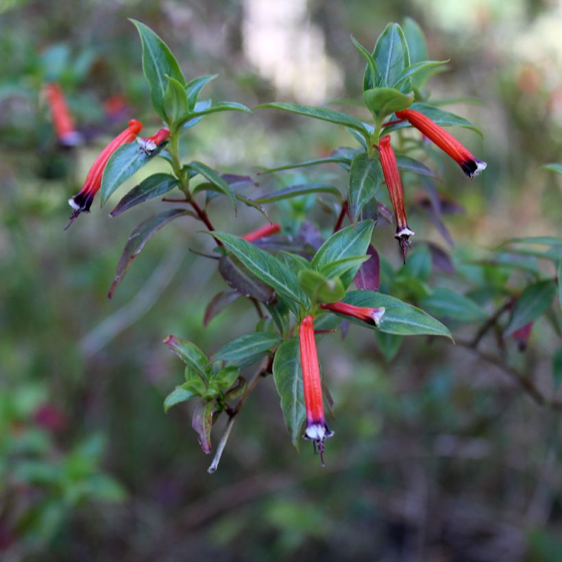 Cuphea ignea Scarlet - Planta del cigarro (Floración)