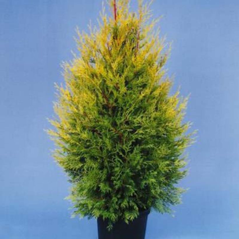 Ciprés leylandii Excalibur Gold - Cupressocyparis (Porte)