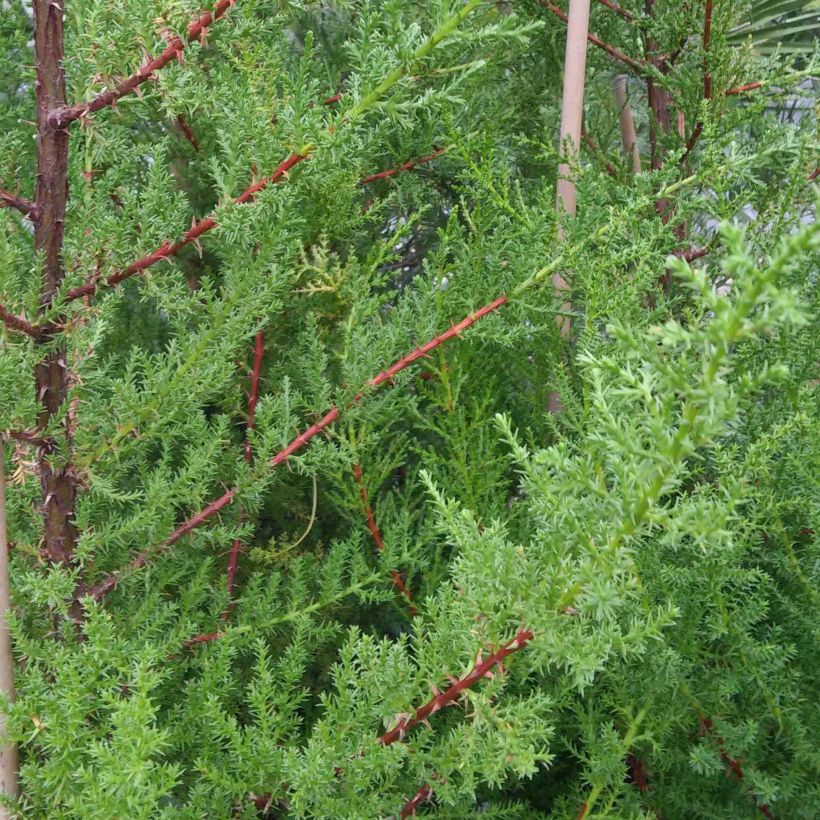 Cupressus macrocarpa - Ciprés de Monterrey (Follaje)