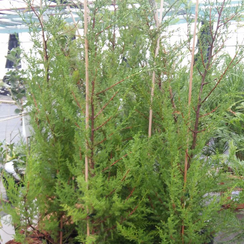 Cupressus macrocarpa - Ciprés de Monterrey (Porte)