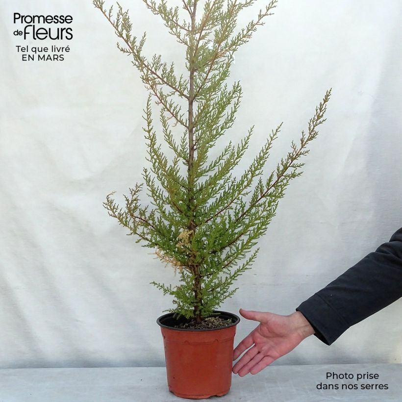 Cupressus macrocarpa - Ciprés de Monterrey Maceta 2L/3LAltura de entrega aprox. 80/100cm Ejemplar entregado en la primavera