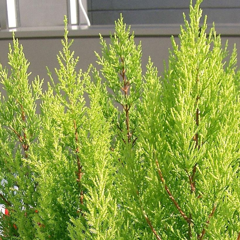 Cupressus macrocarpa Goldcrest - Ciprés de Monterrey (Follaje)