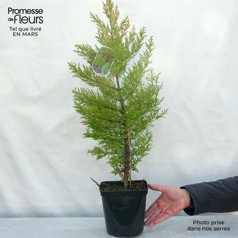 Cupressus macrocarpa Goldcrest - Ciprés de Monterrey Maceta 4L/5LAltura de entrega aprox. 70+cm Ejemplar entregado en la primavera