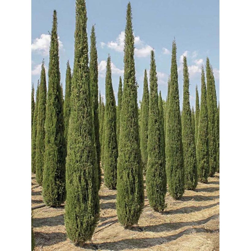 Cupressus sempervirens Garda - Ciprés común (Porte)