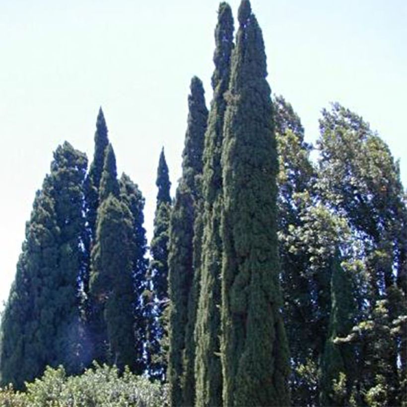 Cupressus sempervirens var. stricta Pyramidalis - Ciprés común (Porte)