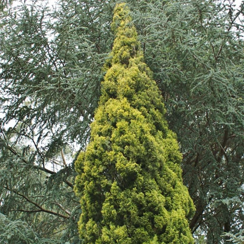 Cupressus sempervirens Swane's Gold - Ciprés común (Follaje)