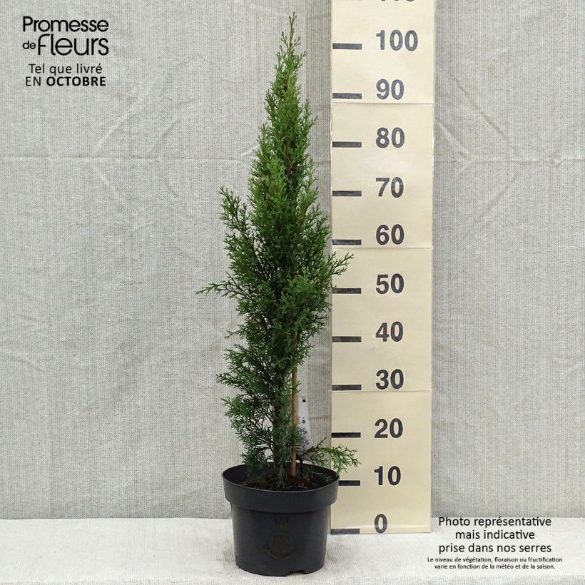 Ejemplar de Cupressus sempervirens Totem - Cyprès de Florence en pot de 4/5L entregado en otoño