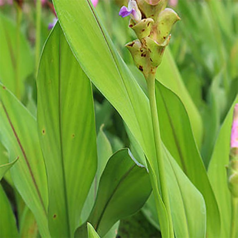 Curcuma alismatifolia Pink - Tulipán de Siam (Follaje)