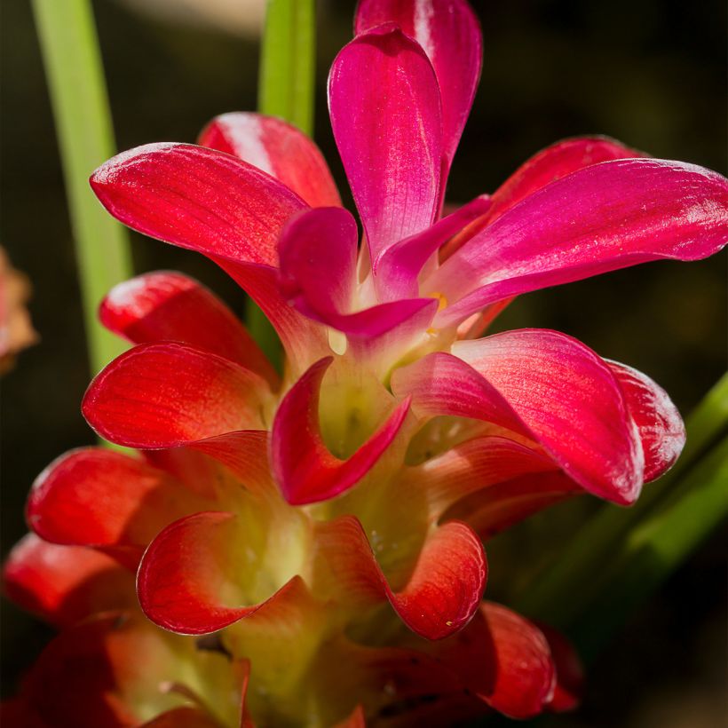 Curcuma alismatifolia Red - Tulipán de Siam (Floración)